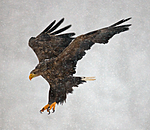 BB 09 0067 / Haliaeetus albicilla / Havørn